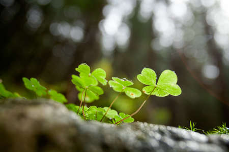Beautiful green clover closeup - st Patrick day concept - 17 marchの写真素材