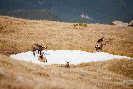 Group of mountain chamois inTatry mountains, Czerwone Wierchy, Cervene vrchyの写真素材