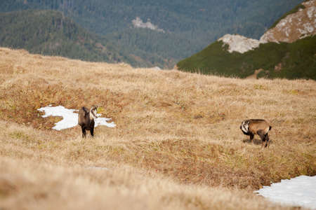 Group of mountain chamois inTatry mountains, Czerwone Wierchy, Cervene vrchyの写真素材