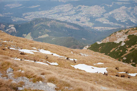 Group of mountain chamois inTatry mountains, Czerwone Wierchy, Cervene vrchy