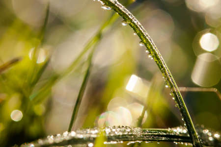 waterdrops on leavesの写真素材