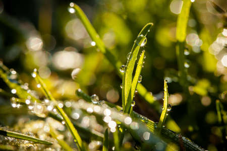 Macro photography of waterdrops in nature
