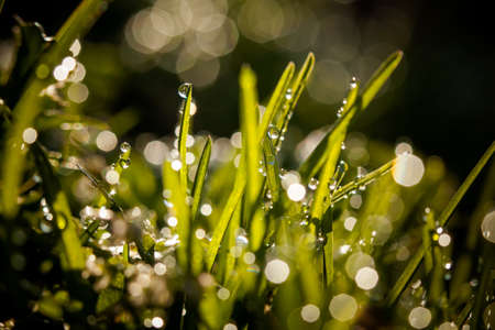 Macro photography of waterdrops in nature