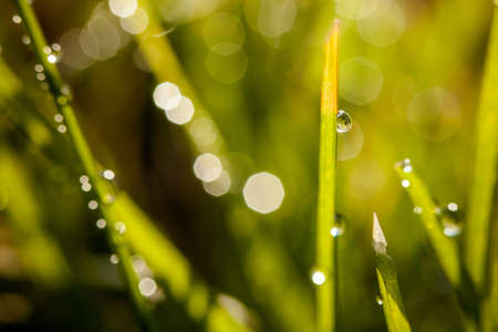 Macro photography of waterdrops in natureの写真素材