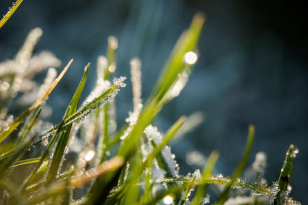 Macro photography of winter hoarfrost and waterdrops