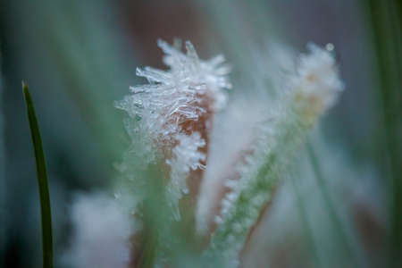 Macro photography of winter hoarfrost and waterdropsの写真素材