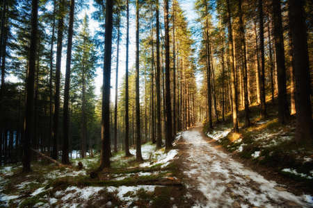 Beautiful winter sunny photo taken in Beskidy mountains - Mala Babia Gora - Babiogorski Park...