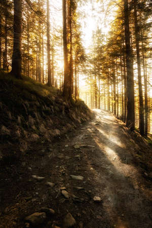 Beautiful winter sunny photo taken in Beskidy mountains - Mala Babia Gora - Babiogorski Park Narodowyの写真素材