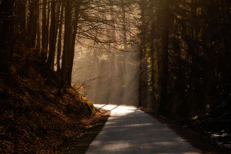 Beautiful autumn sunny photo taken in Beskidy mountains - Barania Gora. Photo taken during spring, but it still looks like autumn.の写真素材