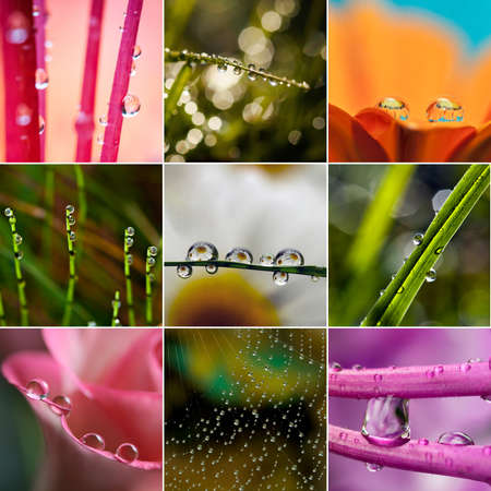 Macro photography of waterdrops in nature - set of colorful photos with waterの写真素材