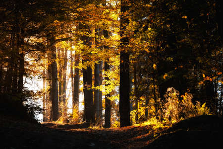 Warm autumn landscape photo taken in woods, in polish Beskidy mountains, Karkoszczonkaの写真素材