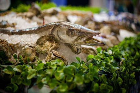 Fresh barracuda fish on lettuce. Traditional thai market.