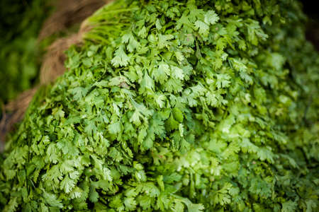 Selection of fresh green cilantro. Traditional thai market.