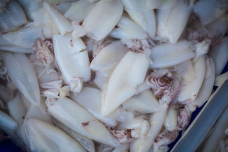 Group of fresh squid. Traditional thai seafood.の写真素材