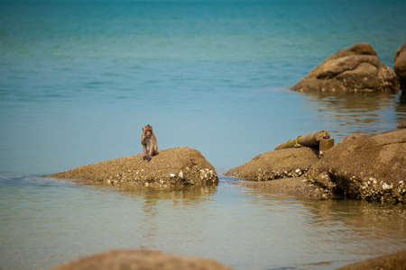 Monkey in Khao Takiab temple in tahi Hua Hin. Fauna of south east Asia.の写真素材