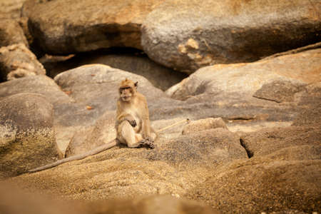 Monkey in Khao Takiab temple in tahi Hua Hin. Fauna of south east Asia.の写真素材