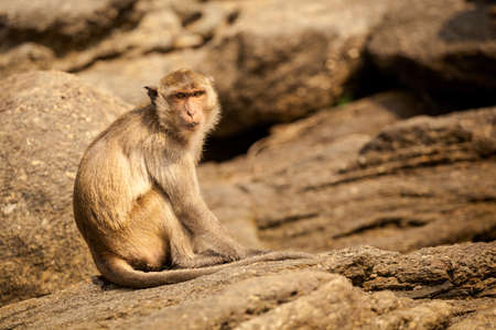 Monkey in Khao Takiab temple in tahi Hua Hin. Fauna of south east Asia.の写真素材