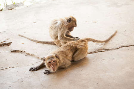 Monkey in Khao Takiab temple in tahi Hua Hin. Fauna of south east Asia.の写真素材