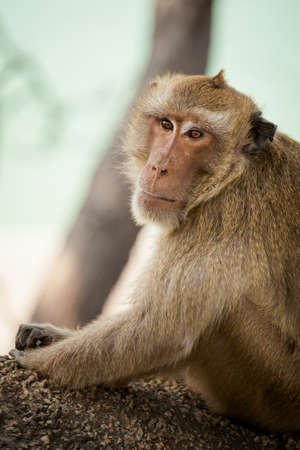 Monkey in Khao Takiab temple in tahi Hua Hin. Fauna of south east Asia.の写真素材