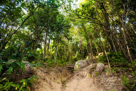 Jungle trekking on tropical island Koh Phangan in Thailand. Nature of south east asia.