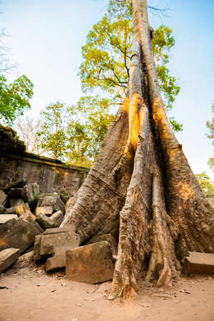 Architecture of old buddhist Ta Prohm temple in Angkor Archeological park . Monument of Cambodia -...