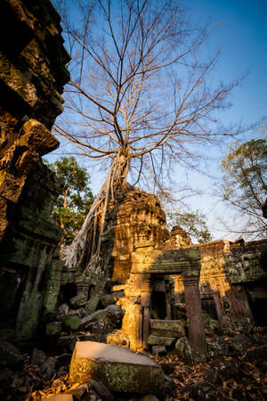 Architecture of old buddhist Ta Prohm temple in Angkor Archeological park . Monument of Cambodia - Siem Reap. Tomb Rider movie scenery.の写真素材