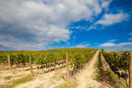 Colorful panoramic view in Tuscany - vineyards close to Montalcino, Italy.の写真素材