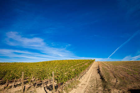 Colorful panoramic view in Tuscany - vineyards close to Montalcino, Italy.の写真素材