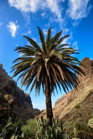 Landscape with palm tree on tropical island Tenerife, Canary in Spain. Gorge trekking view from Masca Valley.の写真素材