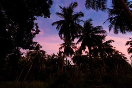Summer sunset landscape on tropical koh Chang island  in Thailand. Colorful sky and palm silhouettes.の写真素材