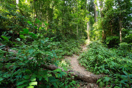 Jungle trekking to klong jao leuam waterfall on tropical koh Chang island  in Thailand. Bush...