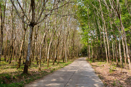 Plantation of rubber trees on tropical koh Chang island in Thailand. Agriculture of south east asia.の写真素材