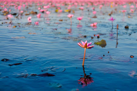 Beautiful Red Lotus Sea Kumphawapi full of pink flowers in Udon Thani in northern Thailand. Flora of south east Asia.の写真素材