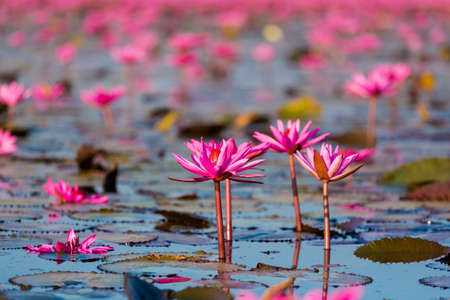 Beautiful Red Lotus Sea Kumphawapi full of pink flowers in Udon Thani in northern Thailand. Flora of south east Asia.の写真素材