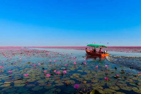 Beautiful Red Lotus Sea Kumphawapi full of pink flowers in Udon Thani in northern Thailand. Flora of south east Asia.のeditorial素材