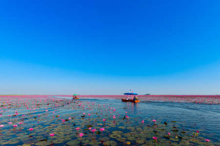 Beautiful Red Lotus Sea Kumphawapi full of pink flowers in Udon Thani in northern Thailand. Flora of south east Asia.のeditorial素材