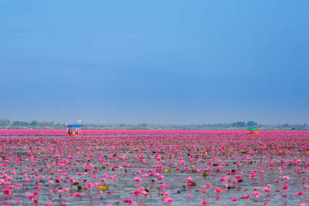 Beautiful Red Lotus Sea Kumphawapi full of pink flowers in Udon Thani in northern Thailand. Flora of south east Asia.の写真素材