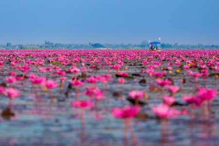 Beautiful Red Lotus Sea Kumphawapi full of pink flowers in Udon Thani in northern Thailand. Flora of south east Asia.の写真素材