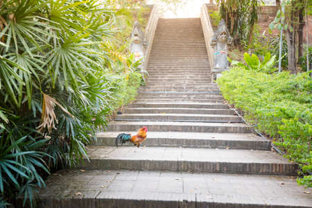Beautiful buddhist Wat Udong temple in Chiang Mai in northern Thailand. Cock and architecture in south east Asia.の写真素材