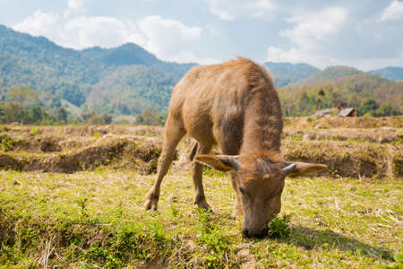 Buffalos seen from handmade long Buddha bamboo bridge over dry rice fields close to touristic Pai i in north Thailand. Asian landscape with animals during summer.の写真素材