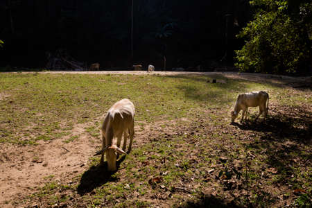 Beautiful landscape with cows taken in touristic Soppong mountain village in north Thailand. View with fauna in south east Asia.の写真素材