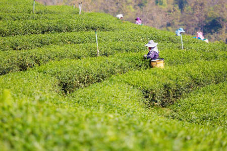 Beautiful view of Chouifong green tea plantation taken close to touristic Chiang Rai city in north Thailand. Agriculture of south east Asia.の写真素材