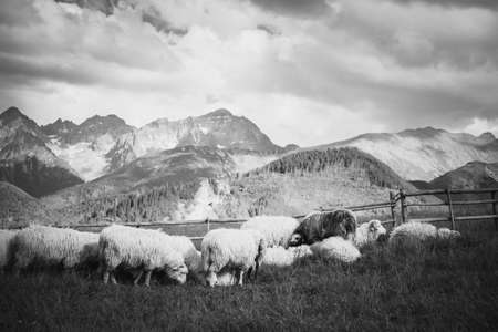 Beautiful panorama in Tatry mountains glade, Rusinowa Polana. Open air sheeps rearing in black and whiteの写真素材