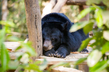 Wild bear rescue centre in national park kuang si waterfall close to Luang Prabang in north Laos. Fauna of south east Asia.の写真素材