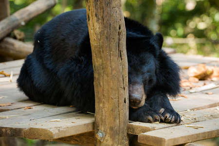 Wild bear rescue centre in national park kuang si waterfall close to Luang Prabang in north Laos. Fauna of south east Asia.の写真素材