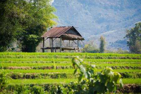 Local food plantation taken in touristic Luang Prabang in Laos. Colorful agriculture scenery of south east Asia.の写真素材