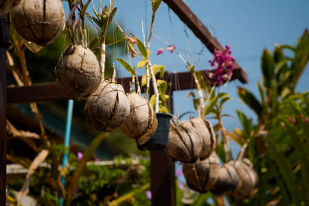 Coconut flowers taken in touristic Luang Prabang in Laos. Colorful scenery of south east Asia.の写真素材