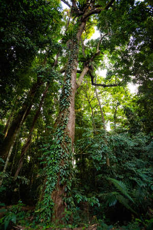 Summer landscape on tropical koh Kood island in Thailand. Giant old trees Makayuk taken during...