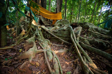 Summer landscape on tropical koh Kood island in Thailand. Giant old trees Sayai taken during jungle trekking.の写真素材