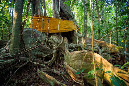 Summer landscape on tropical koh Kood island in Thailand. Giant old trees Sayai taken during jungle trekking.の写真素材